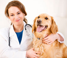 Clinica Veterinaria Salinas