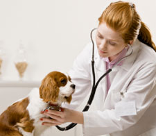 Dispensario Veterinario