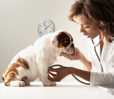 Clinica Veterinaria Caguas Norte