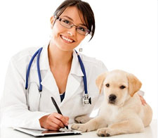 Servicios Veterinarios de San Lorenzo